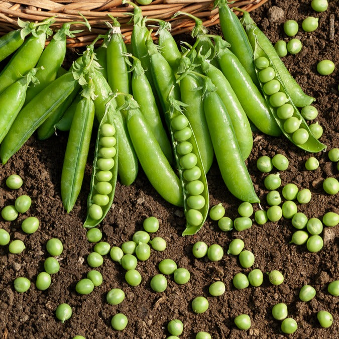 Pois rond à rames Le Généreux - Pisum sativum le généreux - Bakker