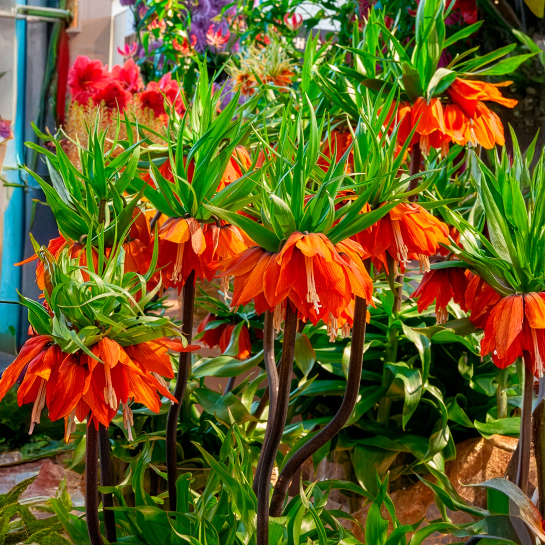 Fritillaria imperialis - Couronne impériale orange - Bulbes de Fritillaria