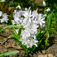 Puschkinia libanotica alba - 20 Puschkinia blancs - Bulbes de printemps