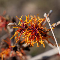 Hamamélis Aphrodite - Hamamelis x intermedia aphrodite - Bakker