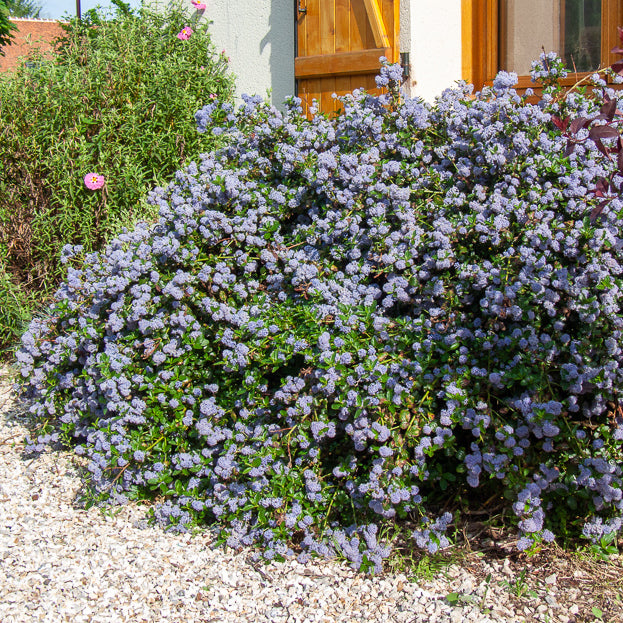 Céanothe repens - Bakker