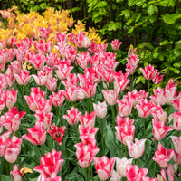 10 Tulipes Beauty trend - Tulipa beauty trend - Bakker