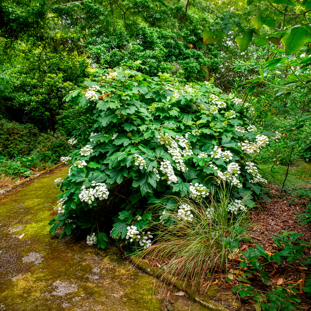 Hortensia à feuilles de chêne
