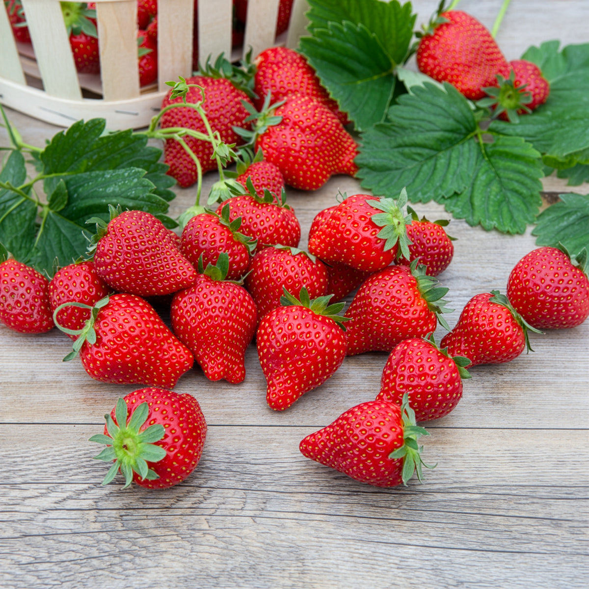 Fragaria x ananassa magnum cov marionnet 97 - Fraisier Magnum - Fraisiers