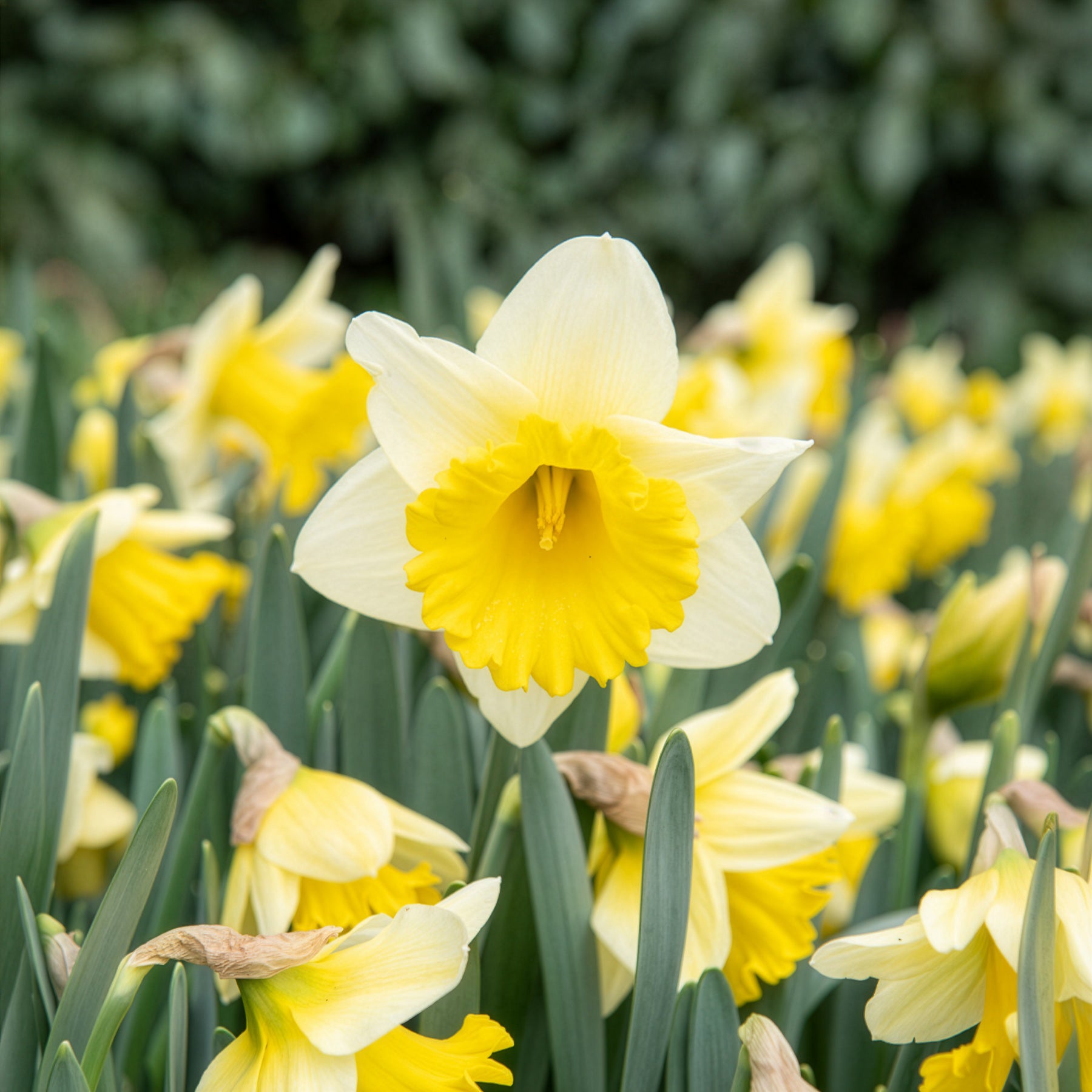Narcissus goblet - 10 Narcisses Goblet - Bulbes de Narcisse