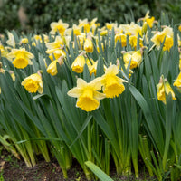10 Narcisses Goblet - Narcissus goblet - Bakker