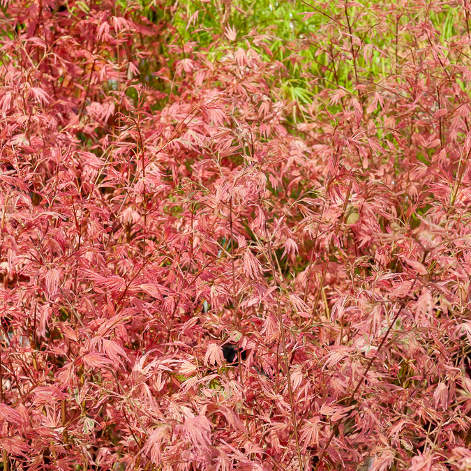 Erable Taylor - Acer palmatum taylor - Bakker
