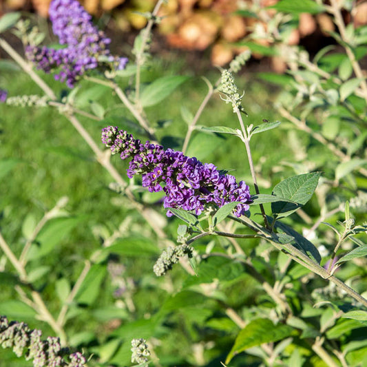 Arbre à papillons Flânerie d'été - Bakker