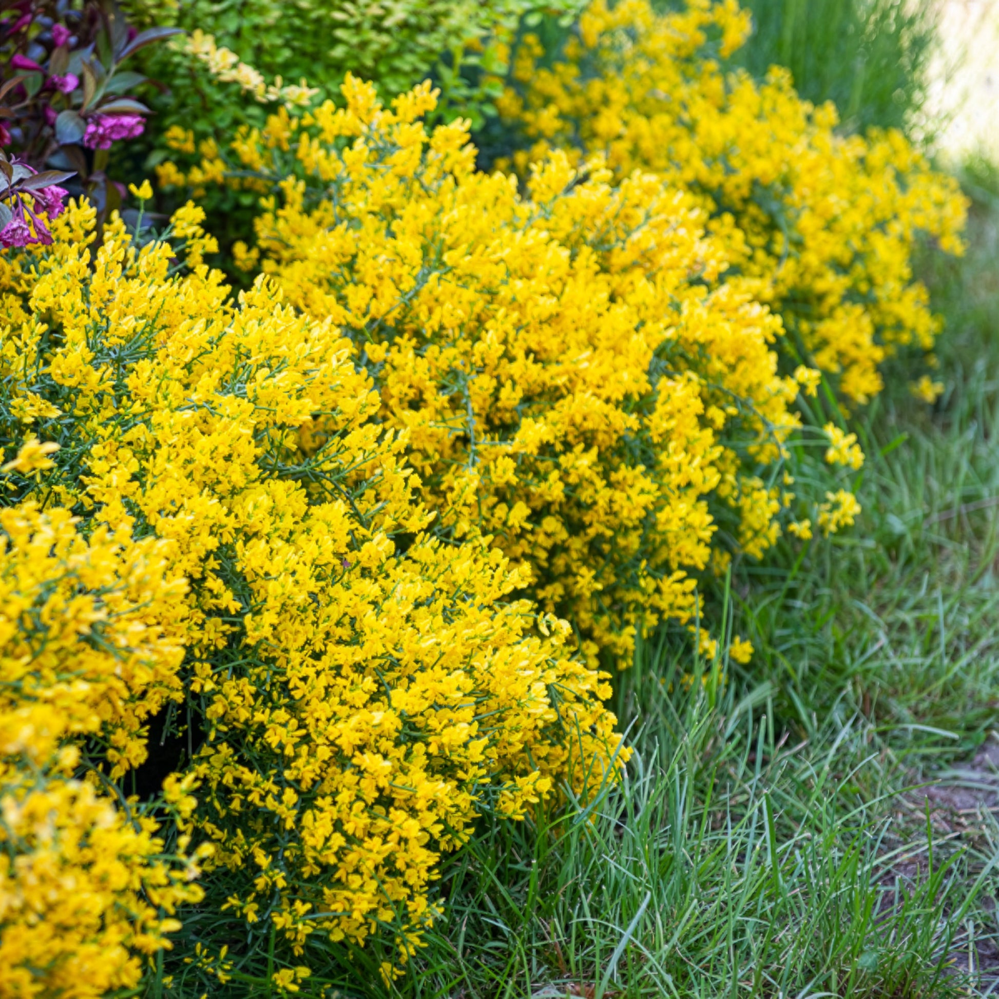 Genista lydia - Genêt de Lydie - Arbustes