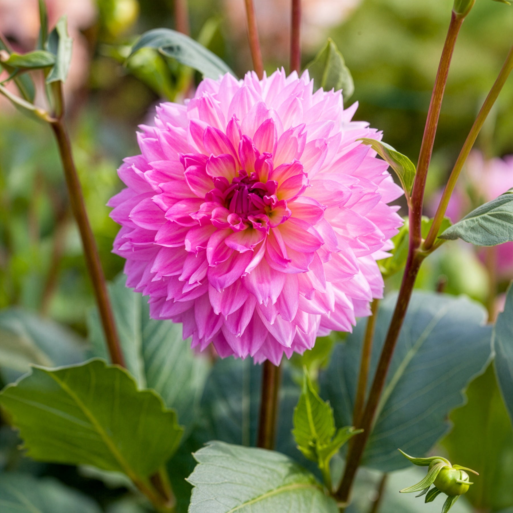 Bulbes de Dahlia - 3 Dahlias décoratifs Sakura Fubuki roses - Dahlia sakura fubuki