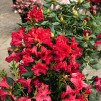 Rhododendron compact Baden Baden