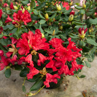 Rhododendron compact Baden Baden