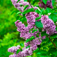 Vente Lilas Sensation
