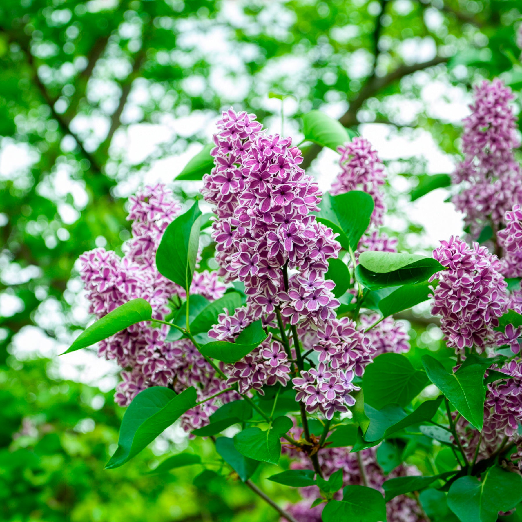 Syringa vulgaris sensation - Lilas Sensation - Lilas
