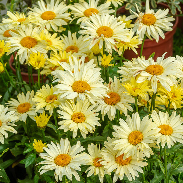 Leucanthemum superbum banana cream - 2 Marguerites d'été Banana Cream - Leucanthemum - Marguerite