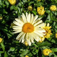 2 Marguerites d'été Banana Cream - Leucanthemum superbum banana cream - Bakker