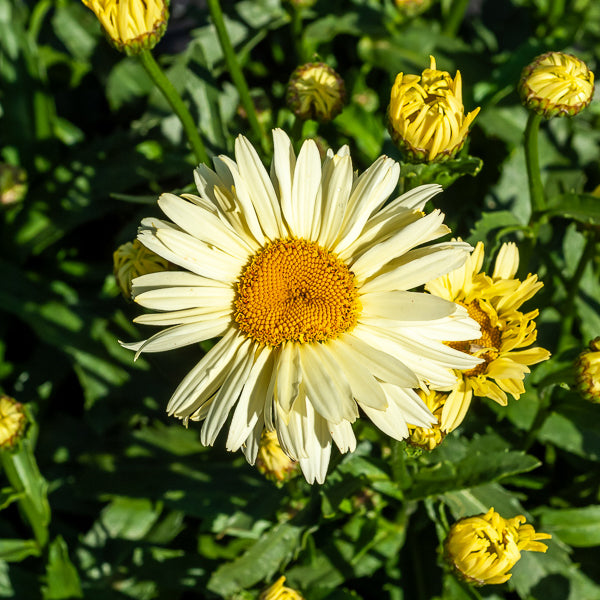 2 Marguerites d'été Banana Cream - Leucanthemum superbum banana cream - Bakker