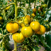 Solanum lycopersicum green zebra - Plant Tomate Green Zebra - Plants potagers
