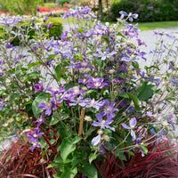Clématite couvre sol Arabella - Clematis arabella - Bakker