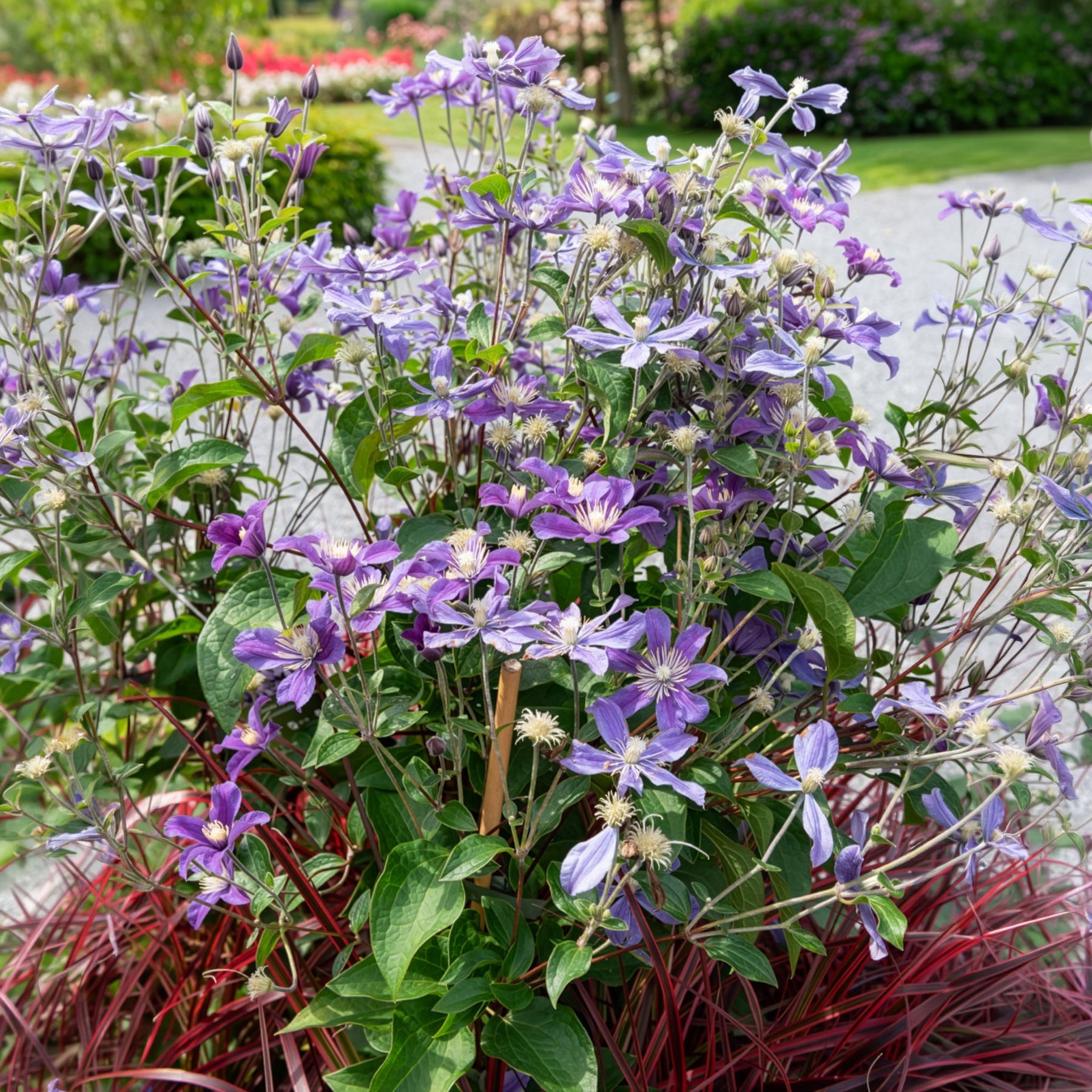 Clématite couvre sol Arabella - Clematis arabella - Bakker