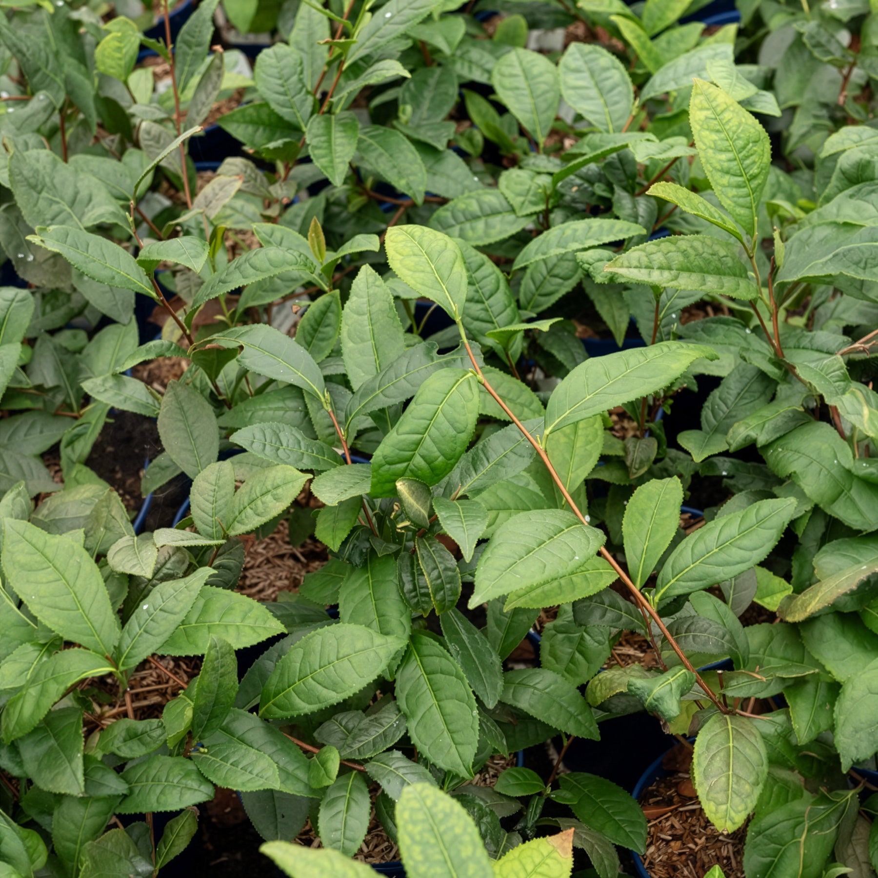 Plantes d'intérieur - Théier - Camellia sinensis