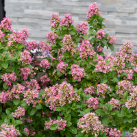 Escallonia Pink Elle - Escallonia laevis Pink Elle - Bakker