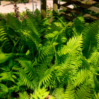 Vente 2 Fougères Plume d'autruche - Plantes vivaces