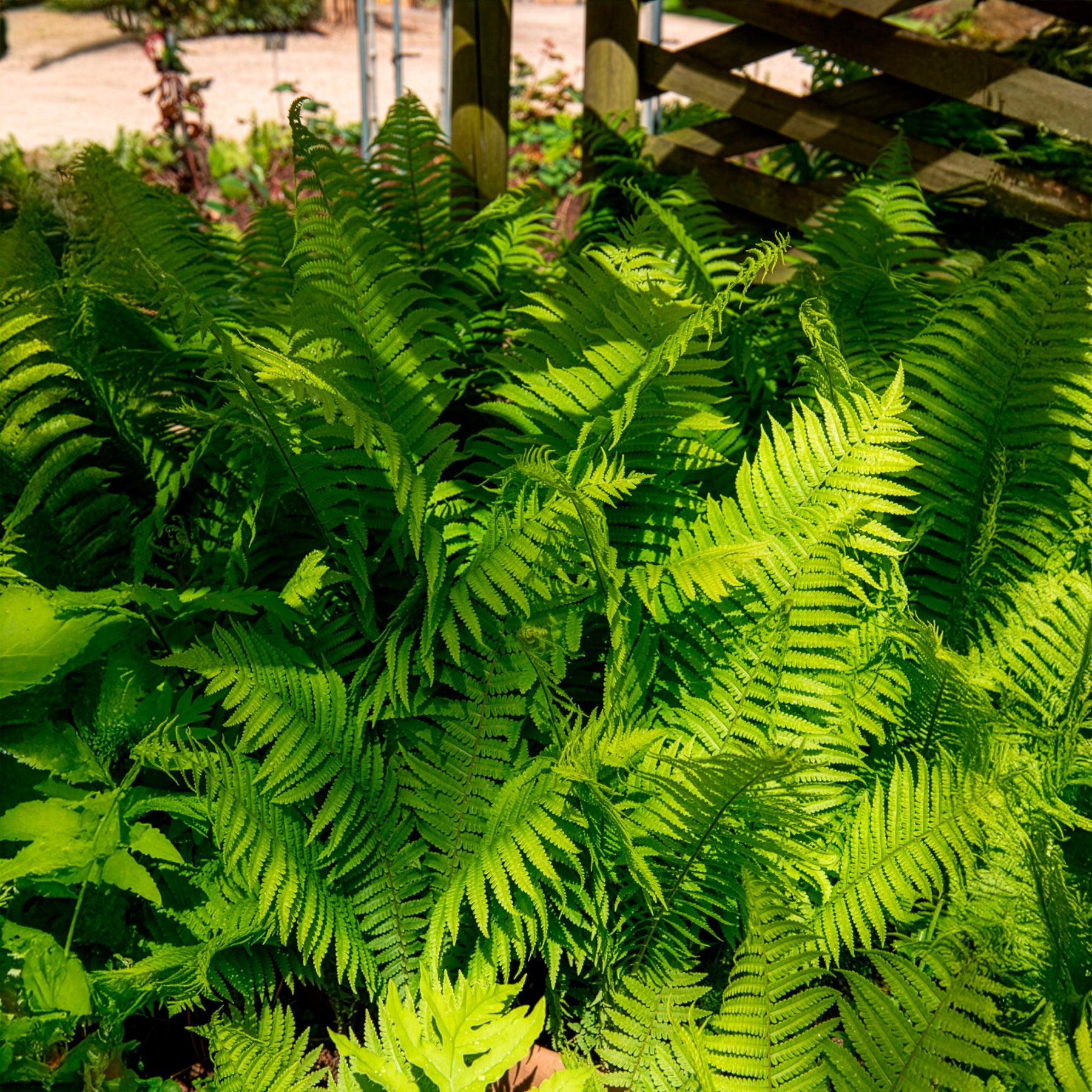 Vente 2 Fougères Plume d'autruche - Plantes vivaces