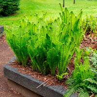 Vente Plantes vivaces - 2 Fougères Plume d'autruche