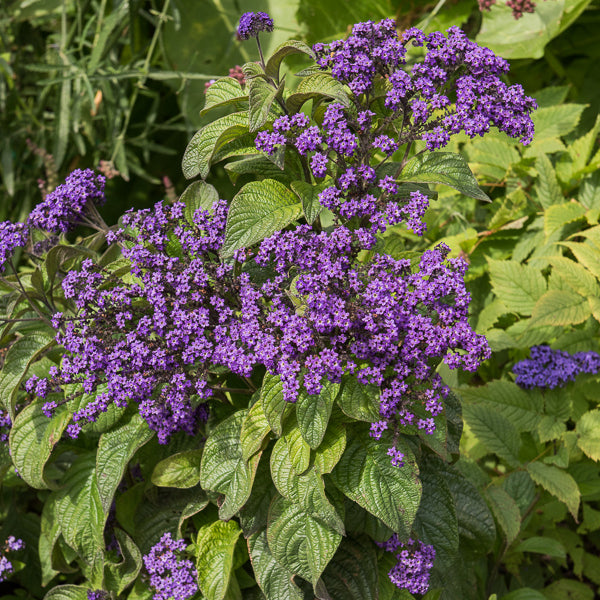 Heliotropium peruvianum - 3 Héliotropes du Pérou - Plantes de terrasses et balcons