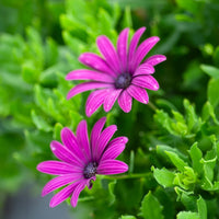 3 Marguerites du Cap pourpres - Osteospermum margarita purple - Bakker