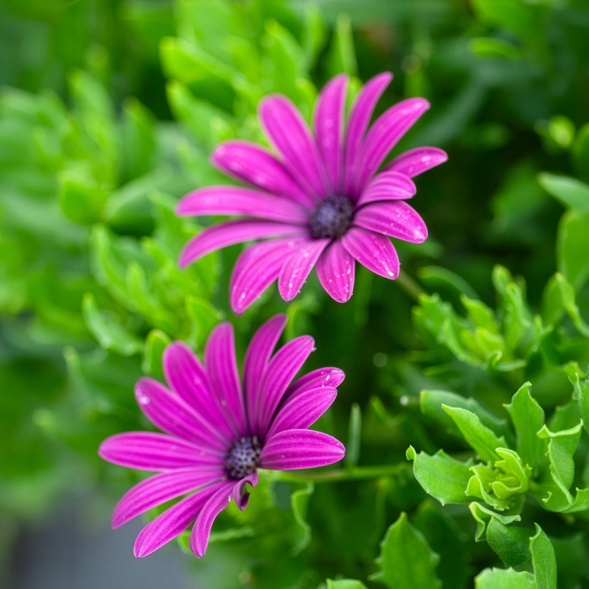 3 Marguerites du Cap pourpres - Osteospermum margarita purple - Bakker