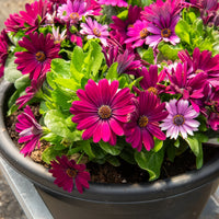 3 Marguerites du Cap pourpres