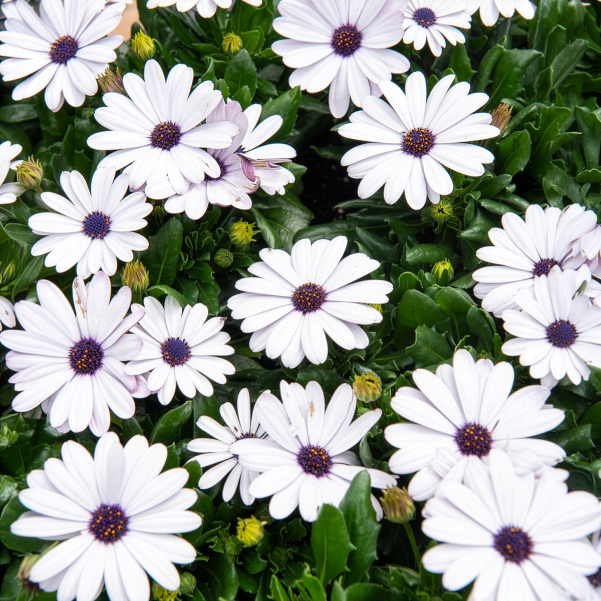 Osteospermum margarita white - 3 Marguerites du Cap blanches - Plantes de terrasses et balcons pour pot et balconière