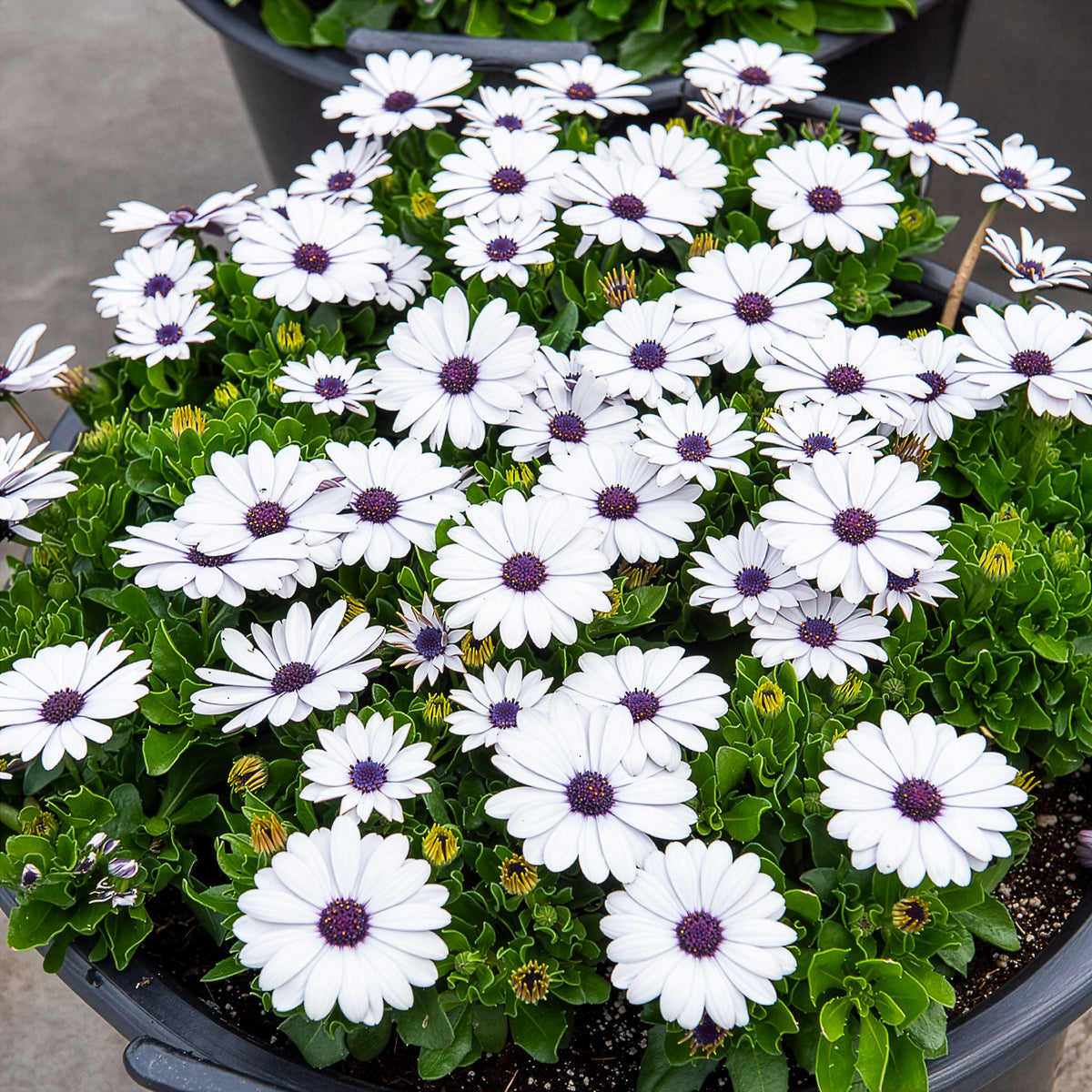 3 Marguerites du Cap blanches - Bakker