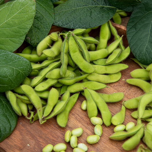 Soja Fiskeby V - Edamame - Bakker