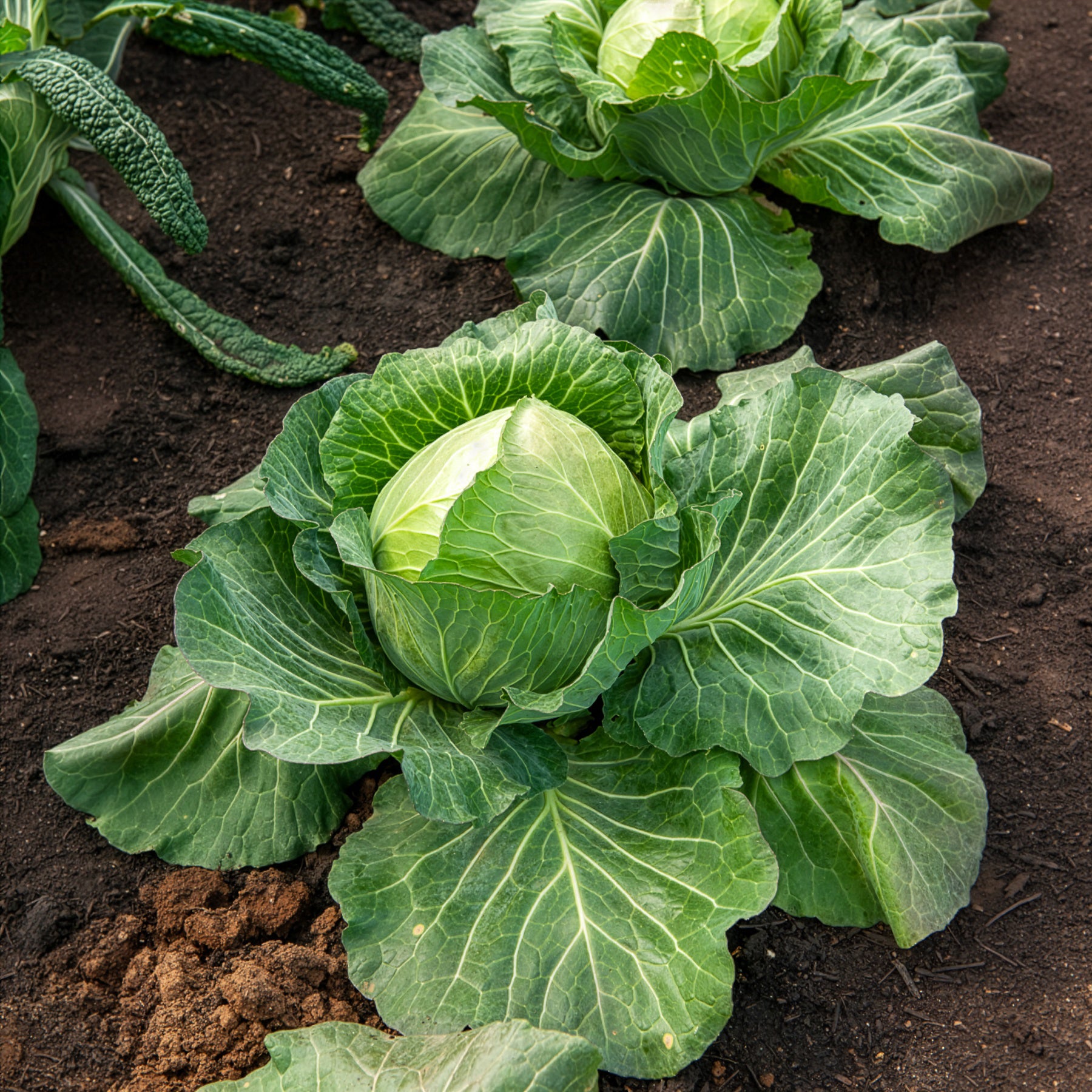 Chou cabus De Brunswick - Brassica oleracea capitata de brunswick - Bakker