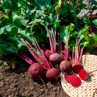 Betterave rouge de Détroit 2 - Storuman Bio - Beta vulgaris de detroit 2 - storuman - Bakker
