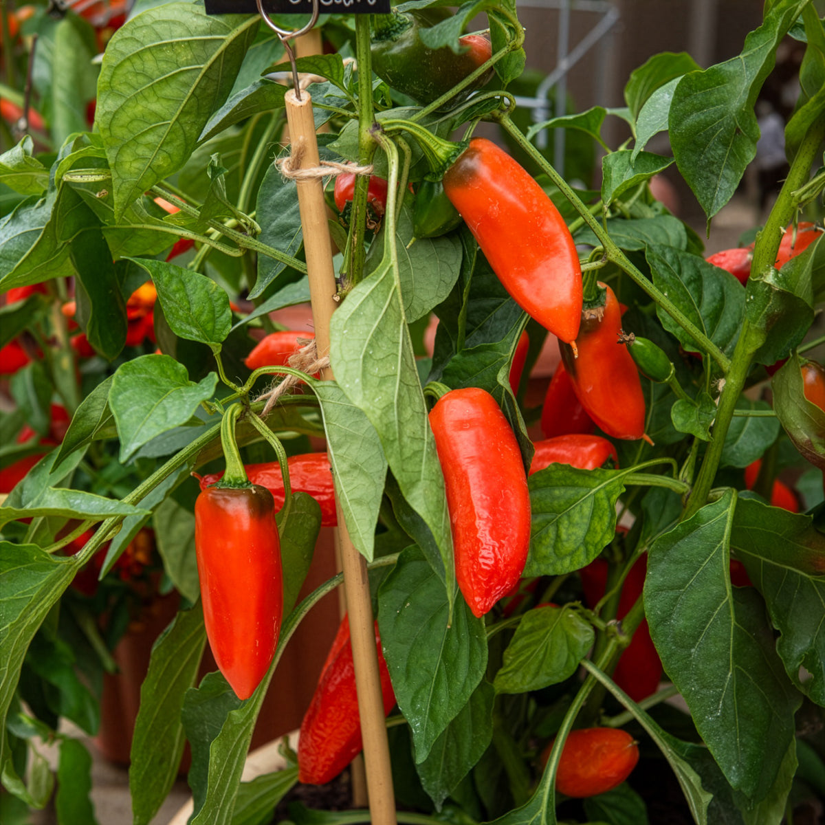 Poivron pour pot Tangerine Dream F1 - Capsicum annuum tangerine dream f1 - Bakker