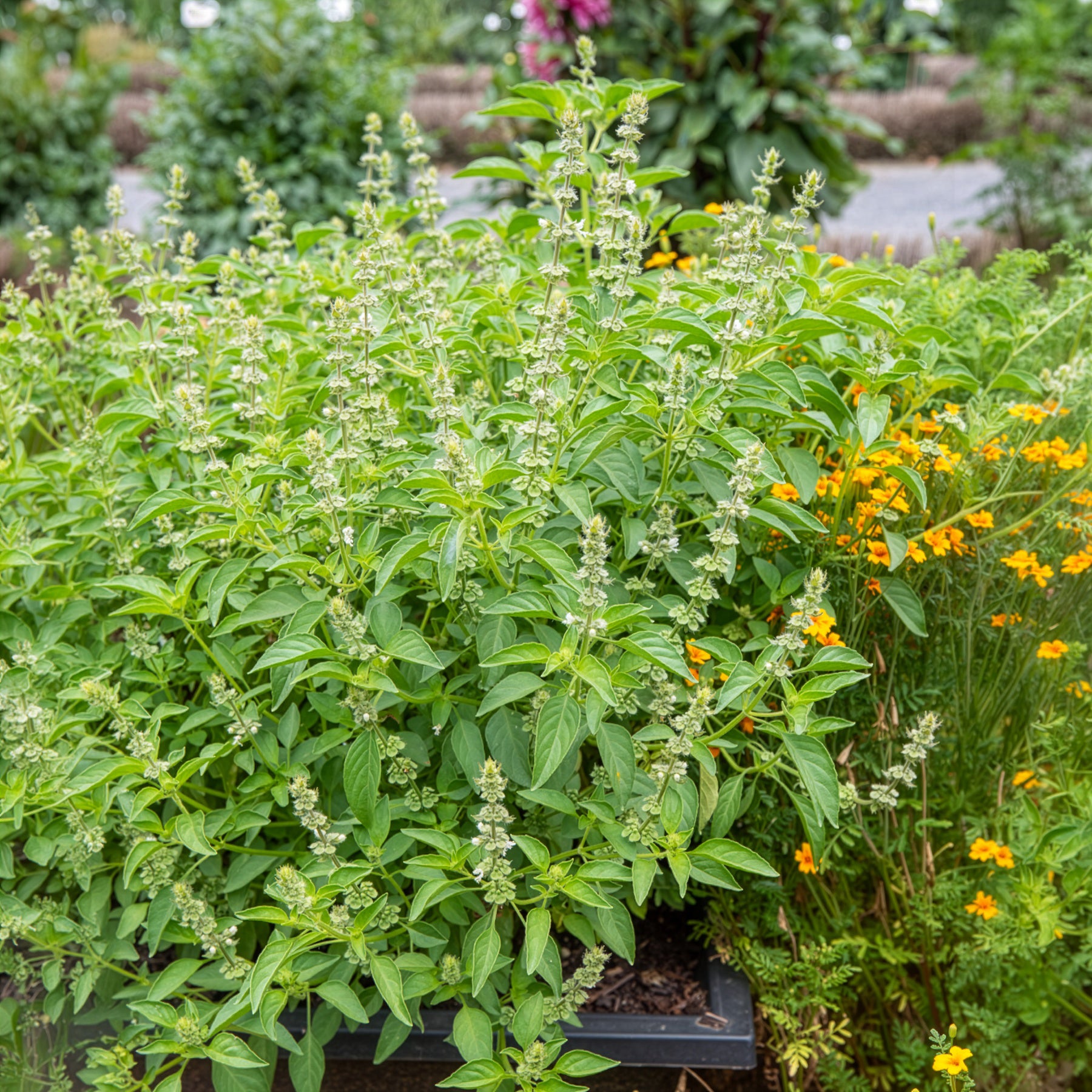 Basilic à l'odeur de citronnelle Mrs. Burns - Bakker
