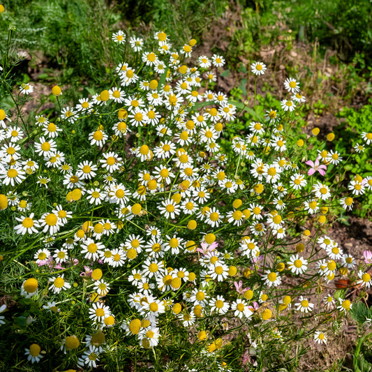Camomille Allemande Bio - Bakker