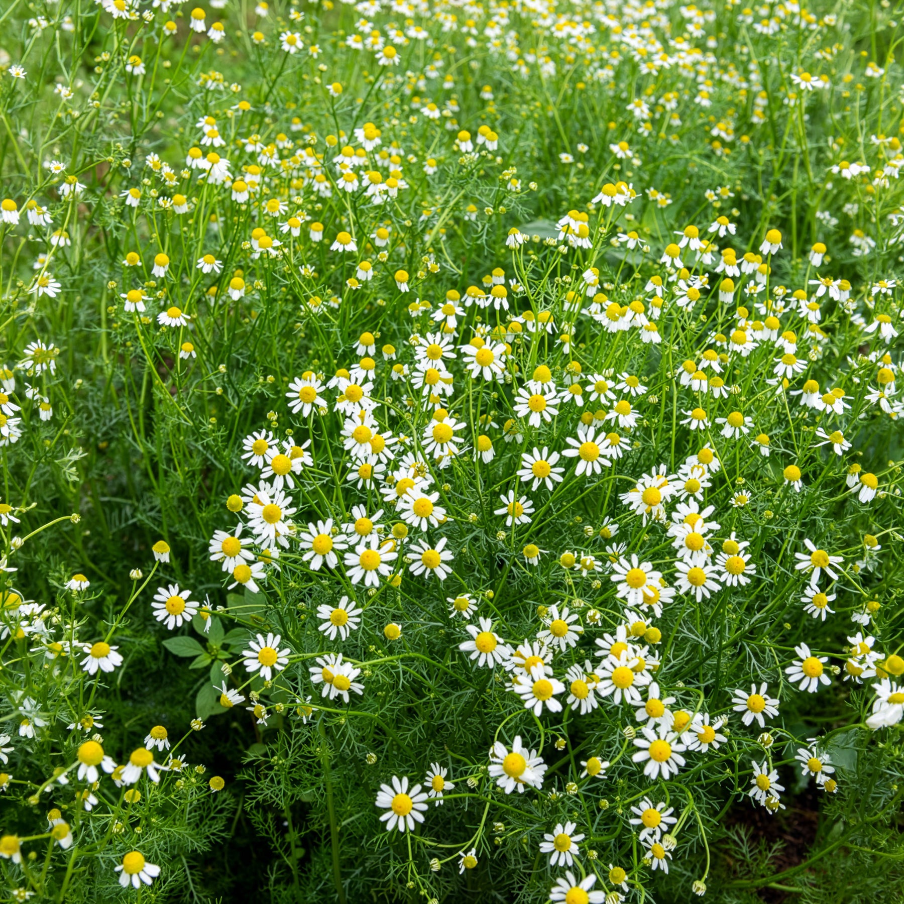 Graines de fleurs pour massifs et bordures - Camomille Allemande Bio - Matricaria recutita
