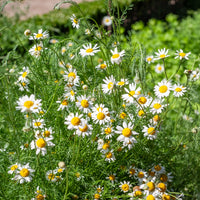 Camomille Allemande Bio - Bakker