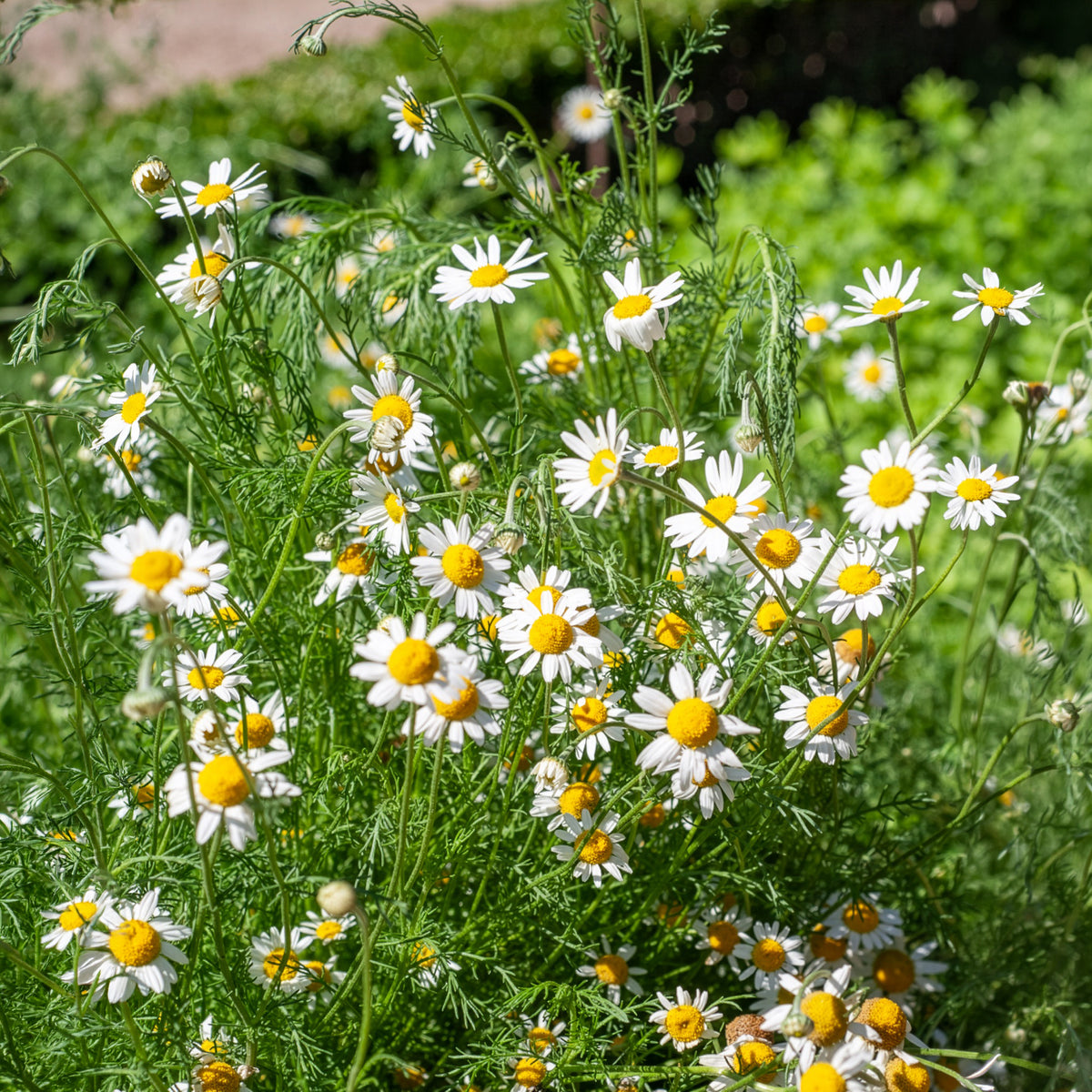 Camomille Allemande Bio - Bakker