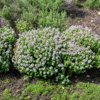 Thymus vulgaris - Thym d'hiver Bio - Thym