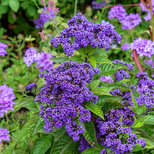 Héliotrope du Pérou Marine - Heliotropium arborescens - Bakker