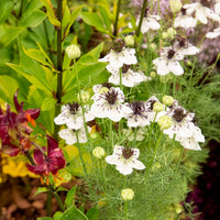 Nigelle d'Espagne African Bride - Nigella papillosa - Bakker