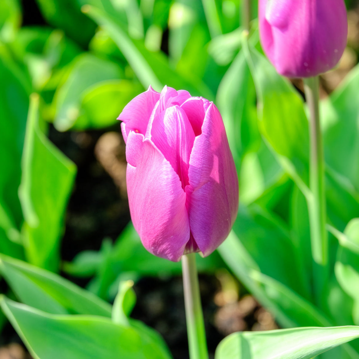 10 Tulipes triomphe Blue Beauty