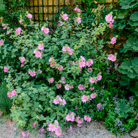 2 Lavatères - Bakker