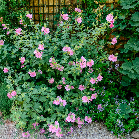 2 Lavatères - Bakker